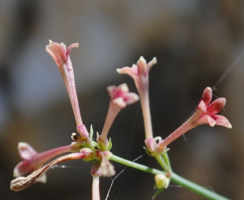 Asperula aristata  / Stellina longiflora